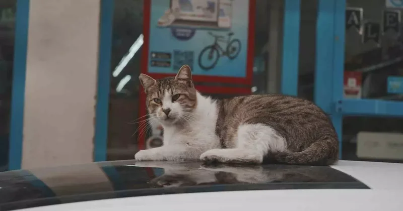 Sokak kedilerinin market mesaisi