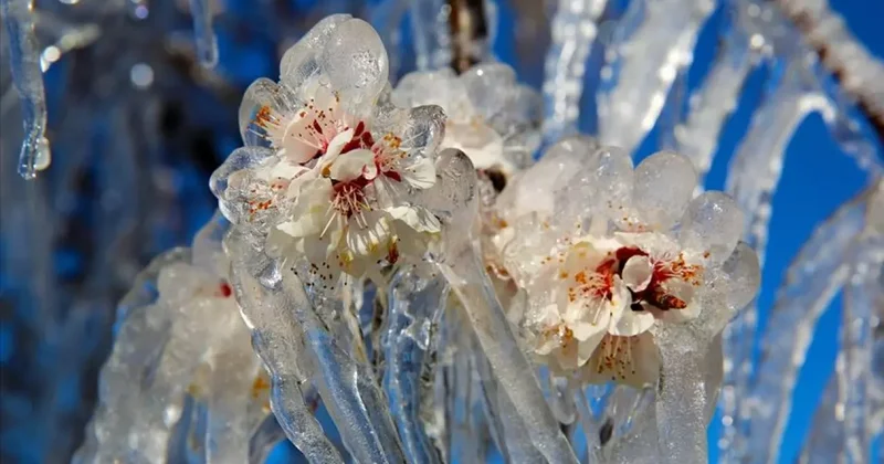 Felaketten zararsız çıktılar: Don mağduru çiftçiye 23 milyar lira ödendi