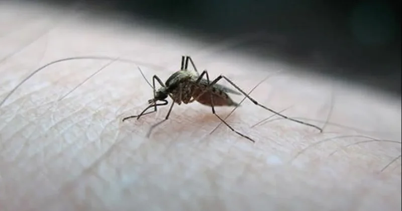 Sivrisinekler ölmedi, salgın tehlikesi baş gösterdi Sözcü Gazetesi
