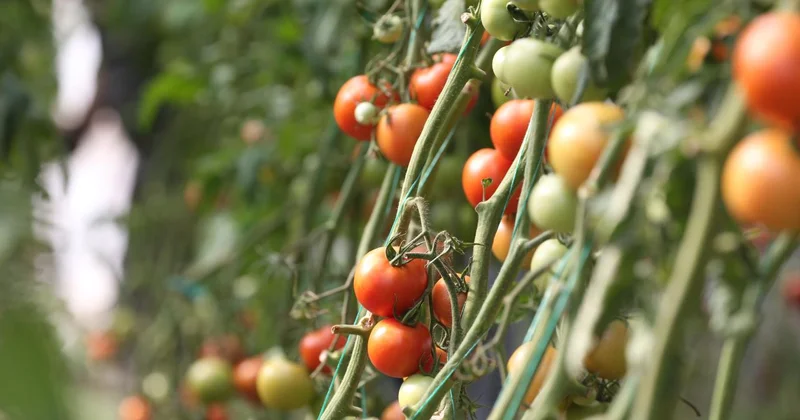 Destekler organik tarım üretimini artırdı