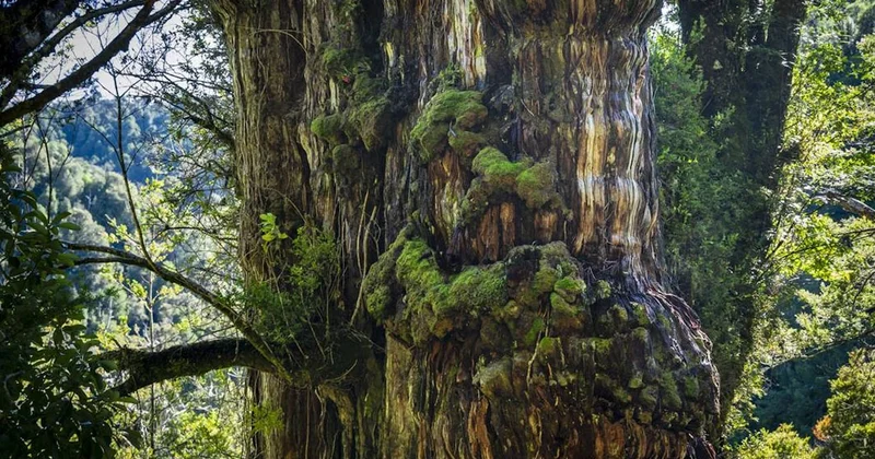 Dünyanın en yaşlı ağacı: Tam 5 buzul çağından sağ çıktı Sözcü Gazetesi