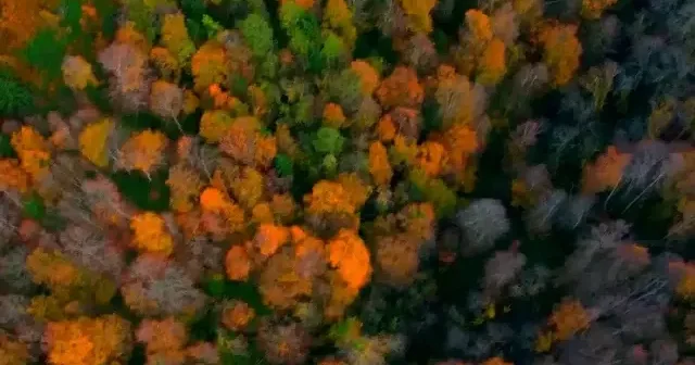 Sakarya’da Çam Dağı sonbaharın renkleriyle görsel şölene dönüştü VİDEO İZLE