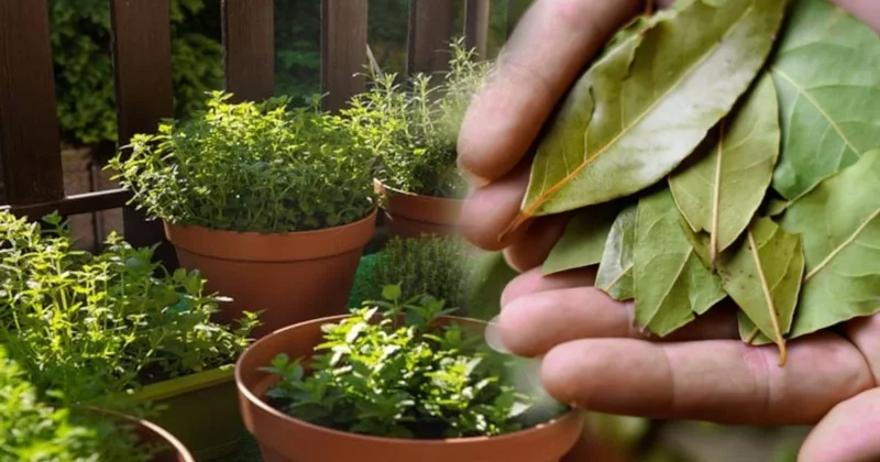 Defne yaprağını saksılara gömün farkı görün Sözcü Gazetesi