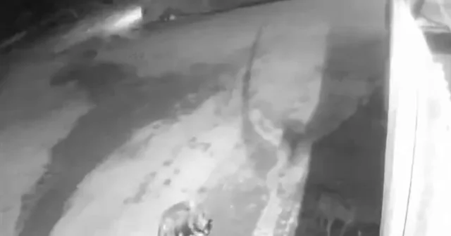 Aşkale de aç kalan kurtlar köye indi Erzurum Haberleri