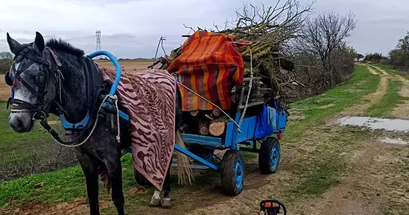 Meradan izinsiz ağaç kesen 2 şüpheli gözaltına alındı