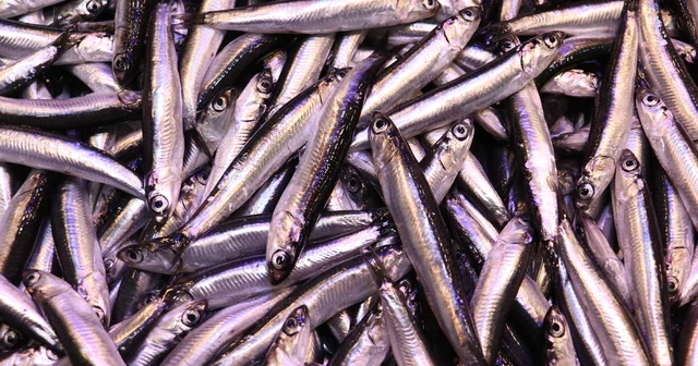 Trabzon da hamsinin kilogramı 100 liraya yükseldi Trabzon Haberleri