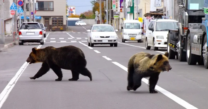 Ülkedeki ayılar turizmi vurdu! Ayı sigortası planını devreye aldılar Sözcü Gazetesi