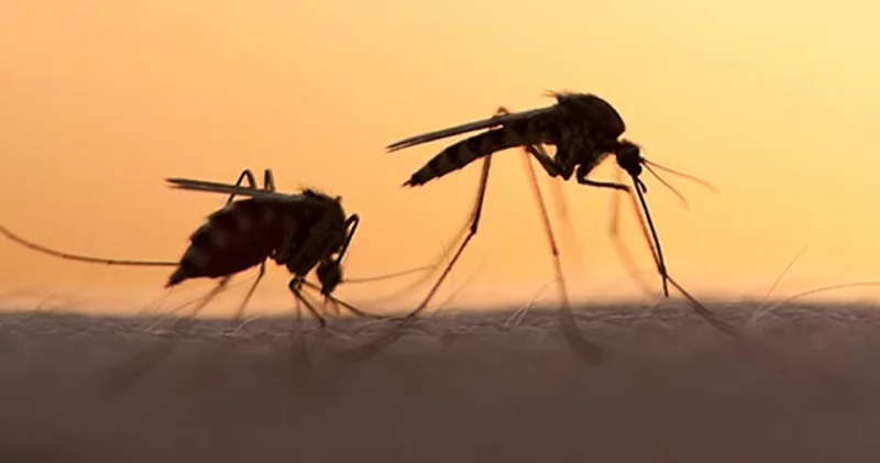 Sıcaklıklar mevsim normalleri üzerinde: Tropikal kökenli sivrisinekler Türkiye ye yerleşti