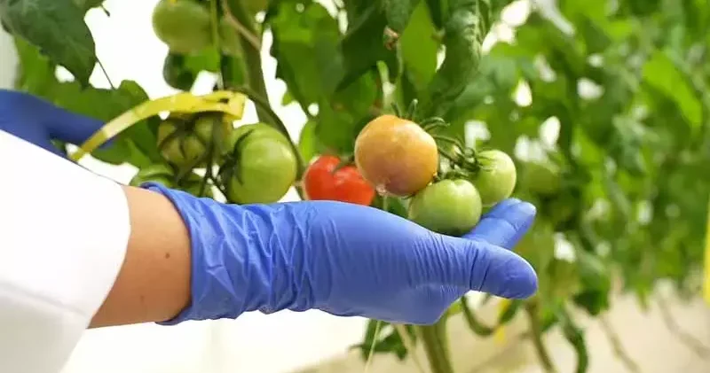 TENMAK ta kuraklığa ve dona dayanabilen gıdalar geliştiriliyor