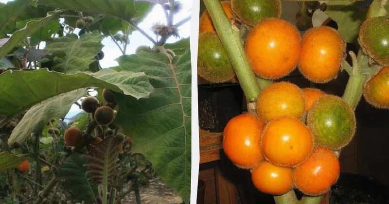 Ülke dışına çıkarılması yasak, altından değerli meyve: Turistler tatmak için sıraya giriyor Sözcü Gazetesi