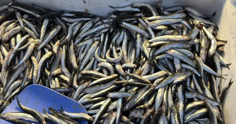 Palamut Gürcistan a kaçınca tezgahlar hamsiyle doldu