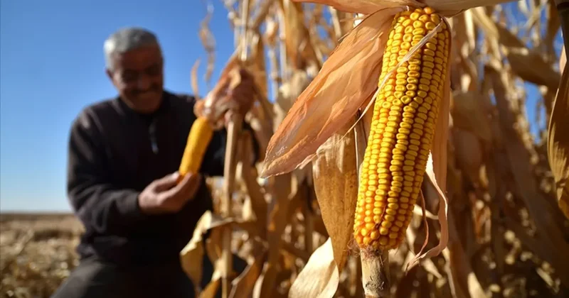 Çiftçilere yeni yılda ilave yüzde 25 destek! Tarımsal destek ödemeleri 2026 da artıyor