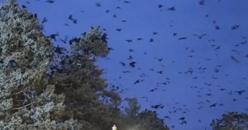 Erzincan da kargalar sokakları sardı