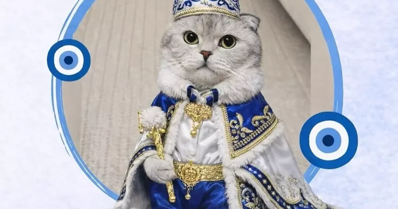 Kedi sahibinden sünnet konseptli kısırlaştırma töreni