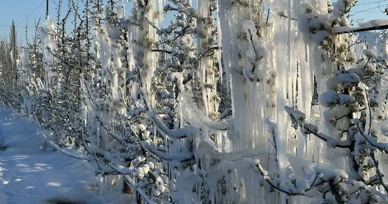 Çiftçiye zirai don desteği bugün yatırılacak