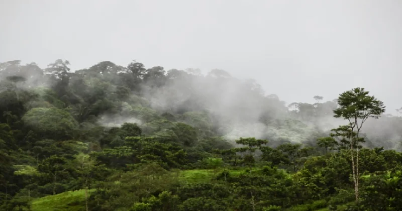 Milyonlarca yıldır görülmemişti: Amazon ormanlarında iklim değişiyor