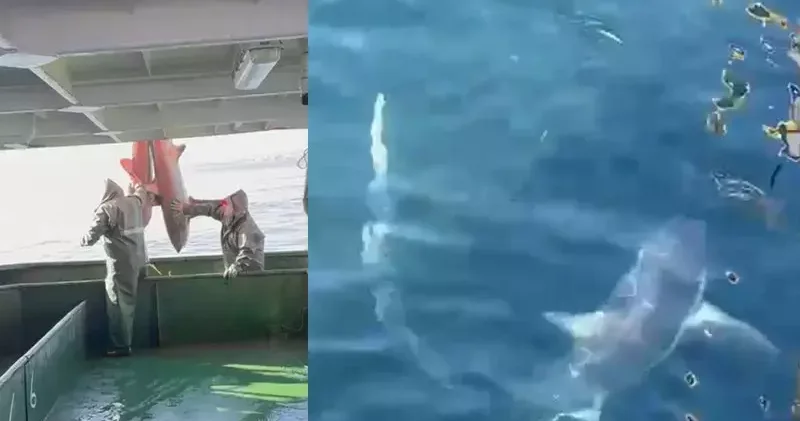 Ağlarına takılan 2 köpek balığını doğal ortamına bıraktılar