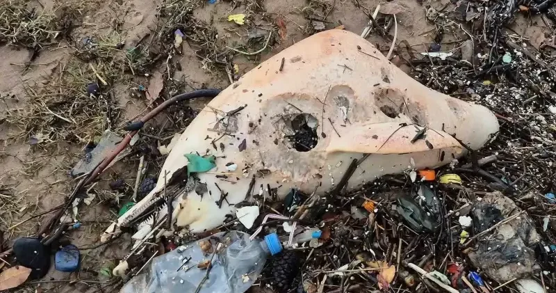 Geriye sadece dişleri ve çenesi kalmış: Dev dalgalar ölü yunus balığının kalıntılarını sahile sürükledi Bartın Haberleri