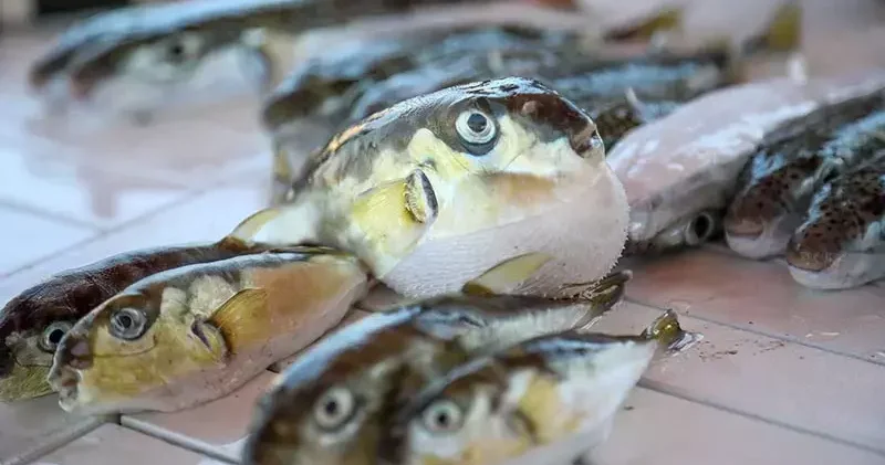 Antalya da balon balığı avcıları , 1 milyon 227 bin 144 lira kazandı