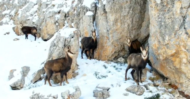 Munzur un beyaz zirvesinde şamualar görüntülendi Erzincan Haberleri