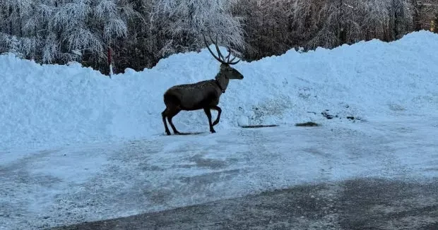 Kocaeli haberleri Görüntüsü mest etti: Kuzu Yayla Tabiat Parkı nda kızılgeyik görüntülendi 30 Aralık 2025