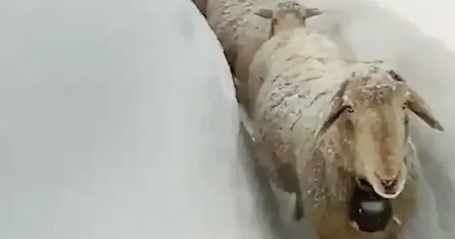 Karabük’te kar kalınlığı koyunların boyunu aştı VİDEO İZLE