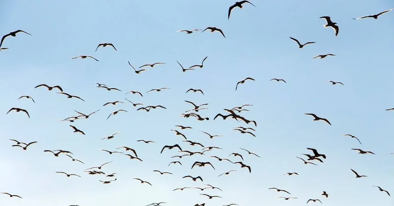 Dünyanın en hızlı kuşu belli oldu: Havada 380 km hızın üzerinde gidiyor Sözcü Gazetesi