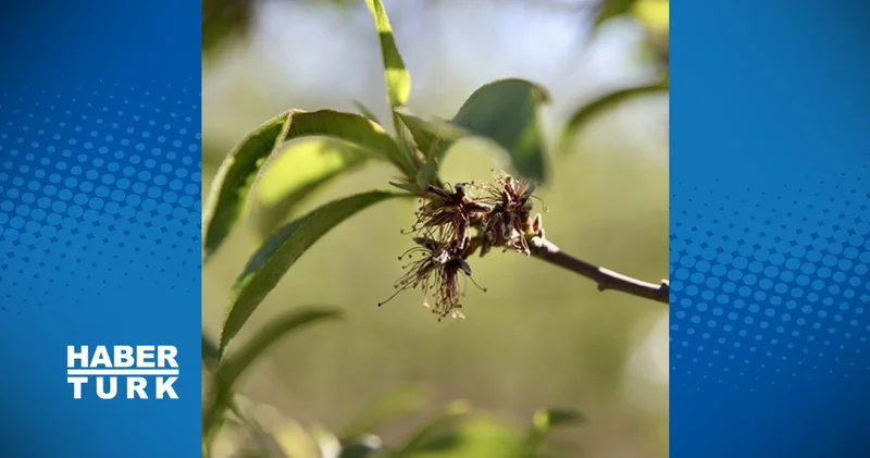 Bakan Yumaklı duyurdu! 21 milyon 150 bin lira destek ödemeleri bugün hesaplara yatıyor İş Yaşam Haberleri