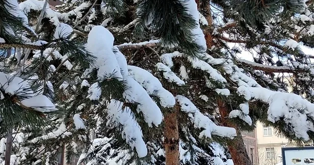 Kar yağışının ardından ağaçlarda kartpostallık görüntü Ardahan Haberleri