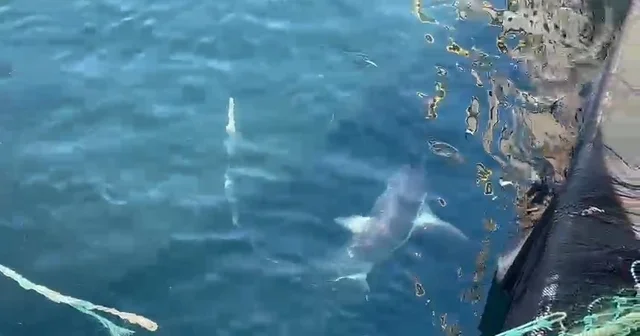 Çanakkale de balıkçıların ağına kamçı kuyruk cinsi köpek balığı takıldı Çanakkale Haberleri