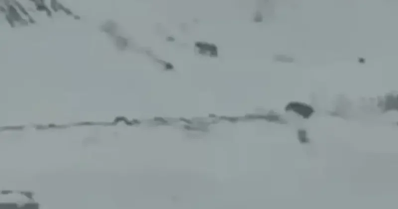 Aç kalan vaşaklar köye indi Iğdır Haberleri