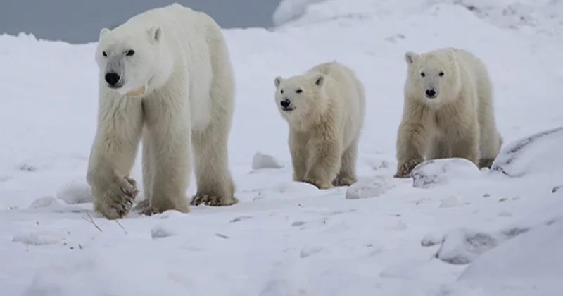 Kırk yılda bir olur: Kutup ayısı yetim yavruyu evlat edindi Sözcü Gazetesi