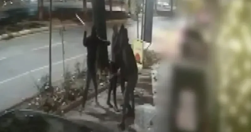 Takip edip sopayla dövdüler: Kar maskeli 4 şüpheli yakalandı Isparta Haberleri