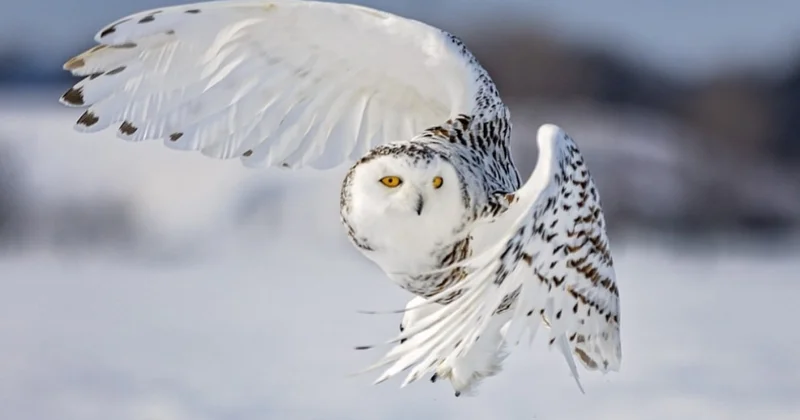 10 yıllık sessizliğin ardından nesli tükenmiş ilan edildi Sözcü Gazetesi
