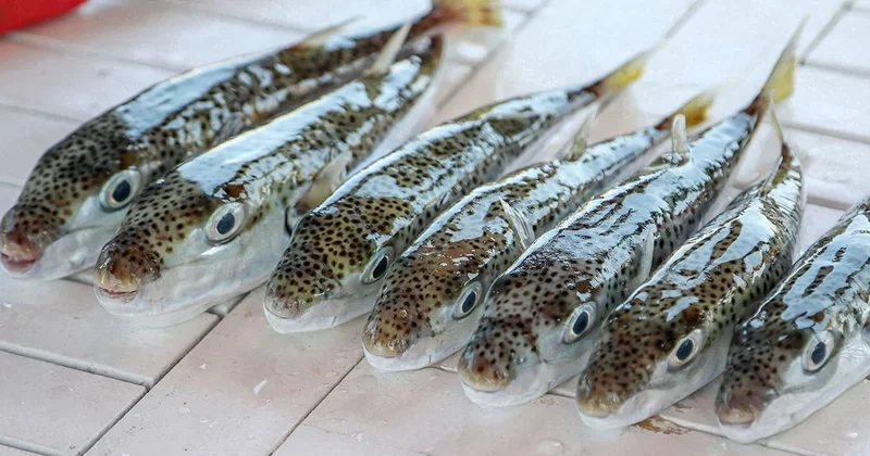 Bu balığı avladılar, 1 milyon TL den fazla para kazandılar! Sözcü Gazetesi