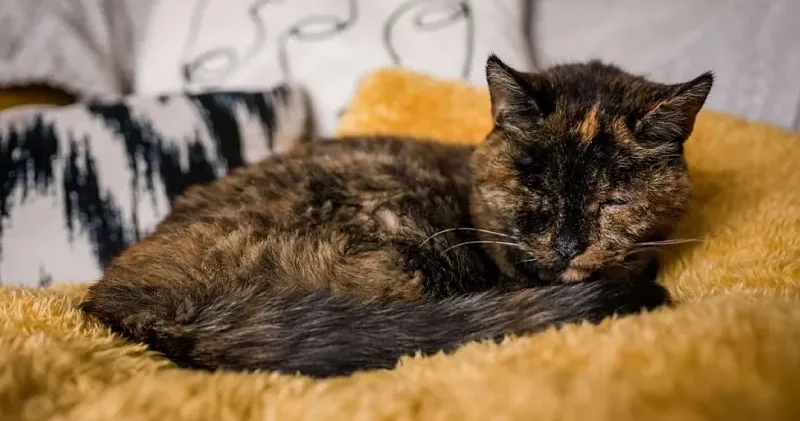 Dünyanın en yaşlı kedisi Flossie, 30 yaşına girdi!