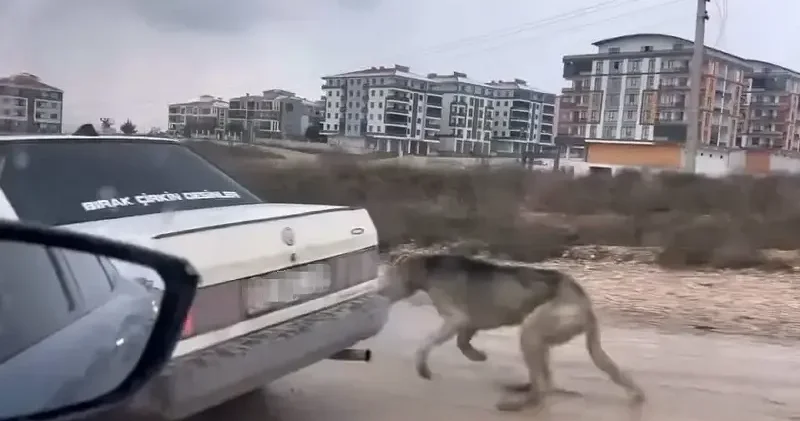 İnegöl de bir sürücü köpeği aracın arkasına bağlayarak seyretti Bursa Haberleri