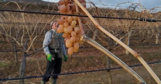 Soğukta budanan bağlardan işçilere tatlı sürpriz Manisa Haberleri