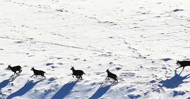 Munzur Dağları nda, çengel boynuzlu dağ keçileri görüntülendi Erzincan Haberleri