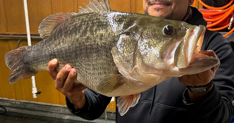 1 tanesi 14 kilo: Aynı iskeleden üçüncü kez dev levrek yakaladı Sözcü Gazetesi