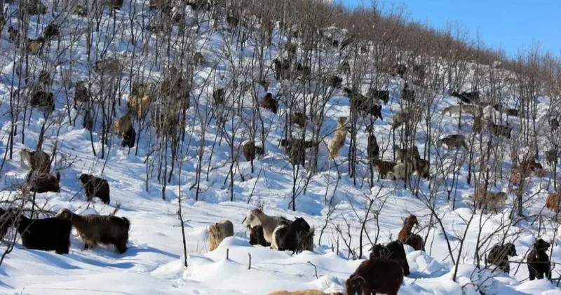 Sahte dekontla 47 keçiyi çaldı!