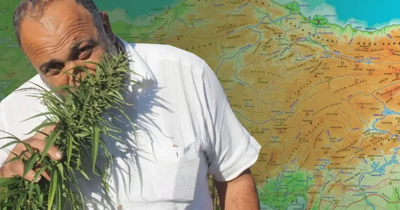 Karar Resmi Gazete de: 21 ilde kenevir üretimine onay çıktı