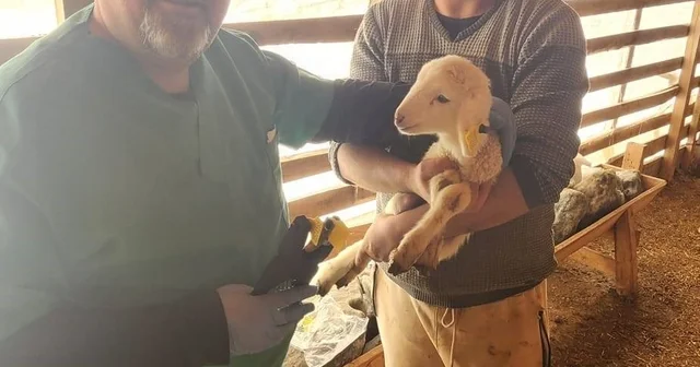 Tarım Müdürlüğü nden Sazlı da hayvan sağlığı mesaisi Aydın Haberleri