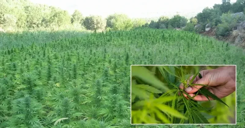 Kenevir kararı Resmi Gazete de yayınlandı: Artık 21 ilde üretim yapılabilecek Gündem Haberleri