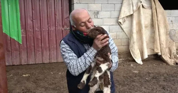 Gaziantep haberleri 300 hayvanını kaybeden besici devlet desteği ile sayılarını katladı 31 Ocak 2026