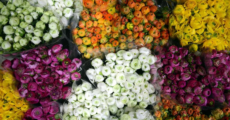 Türkiye den 83 ülkeye 160 milyon dolarlık çiçek ihracatı