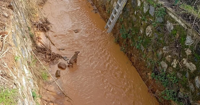 Kanala düşen köpeği itfaiye ekipleri kurtardı Aydın Haberleri