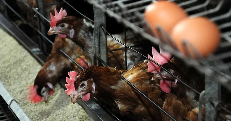 Kanatlı işletmelerine yeni dönem: Biyogüvenlik ve teknik şartlar netleşti Sözcü Gazetesi