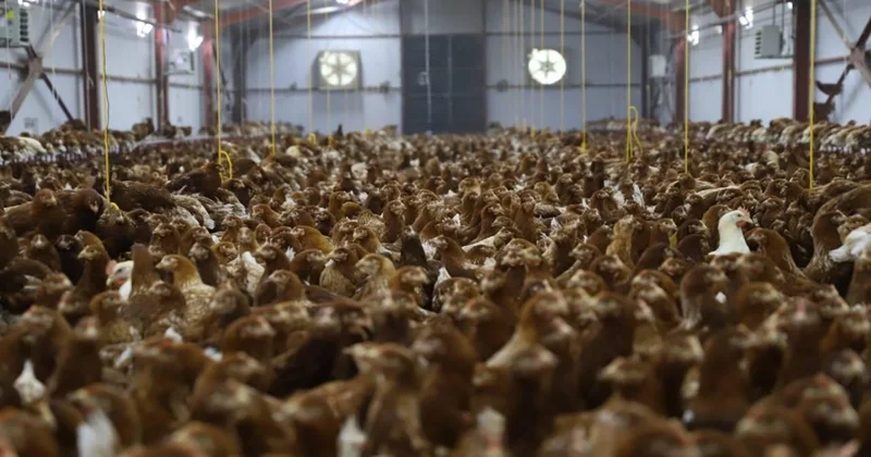 Kanatlı hayvan yetiştiriciliğinde teknik ve sağlık şartları belirlendi