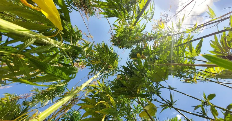 21 ilde kenevir üretimi yapılabilecek